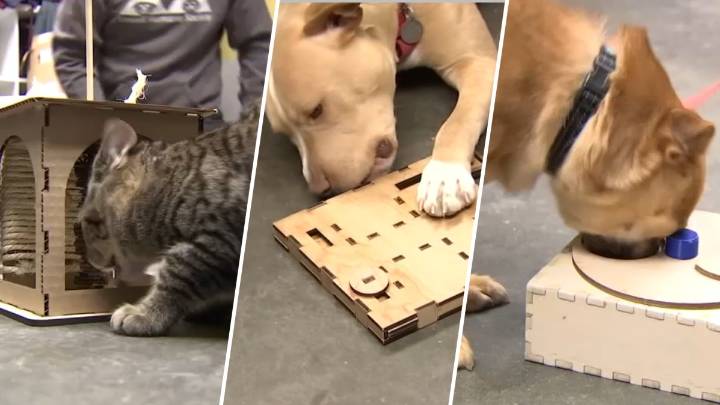 UMass Lowell students use engineering skills to help shelter pets