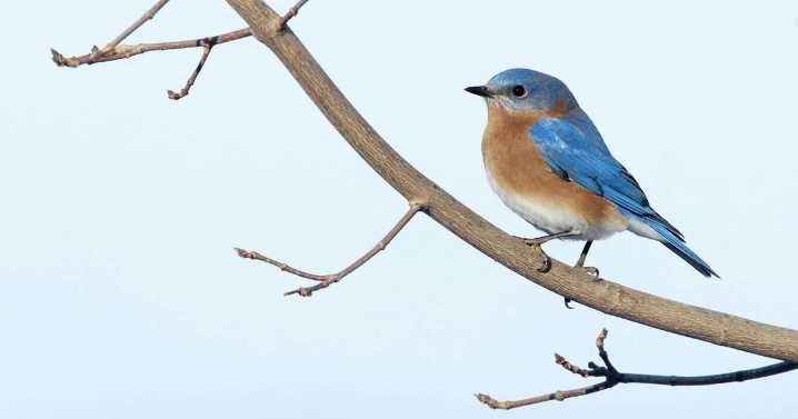 Somewhere over the rainbow bluebirds fly — and nest at Mountain Run Lake