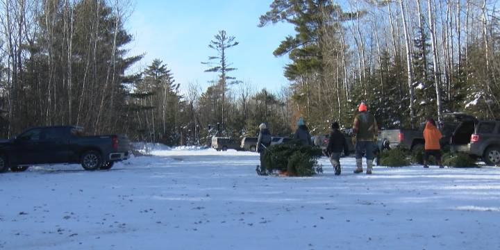 Tree cutting event brings holiday cheer and helps forest sustainability