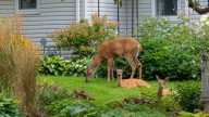 The Colorful Groundcover Deer Won't Mess With This Winter