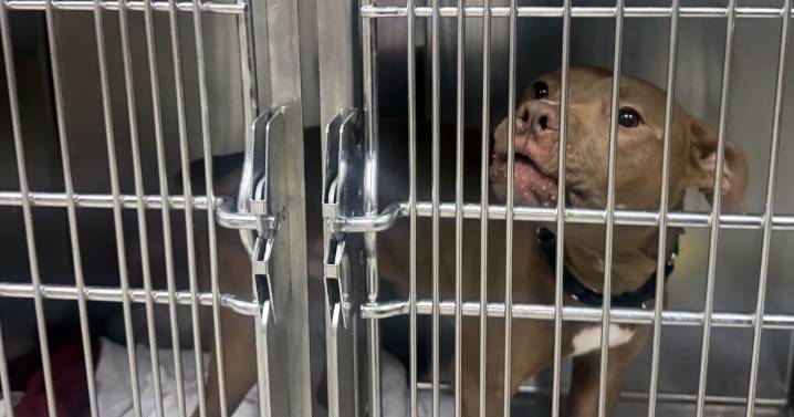 St. Louis County animal shelter found new homes for 74 pets with free adoption event