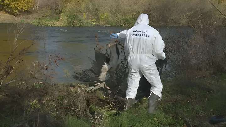 Cientos de cigüeñas mueren en Madrid por presunto brote de gripe aviar