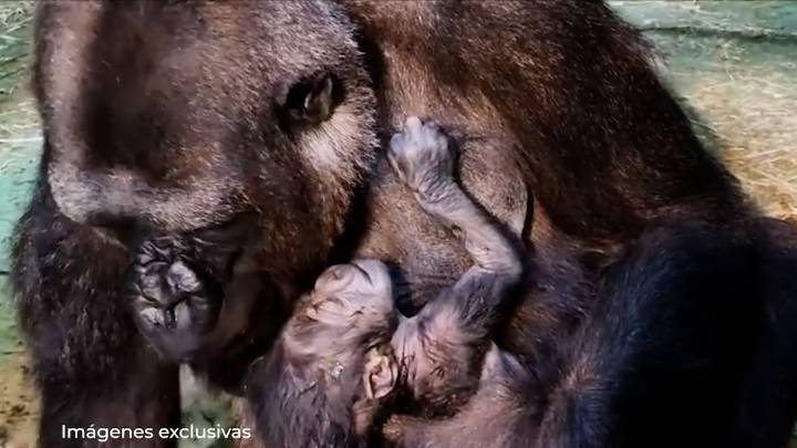 El nacimiento de una cría de gorila ante los visitantes del Bioparc de Fuengirola