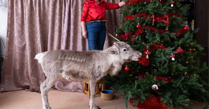 Reindeer thinks it’s a dog after growing up with dogs