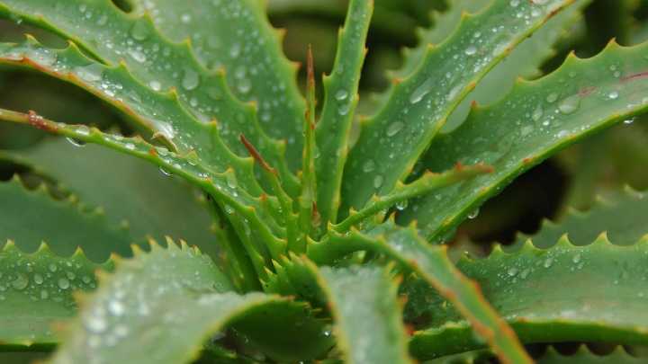 Por qué poner una planta en el dormitorio mejora el descanso