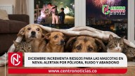 Diciembre incrementa riesgos para las mascotas en Neiva: alertan por pólvora, ruido y abandono
