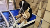 Louisiana Shelter Pup Comforts Herself With A Plushie While Waiting For Adoption Day
