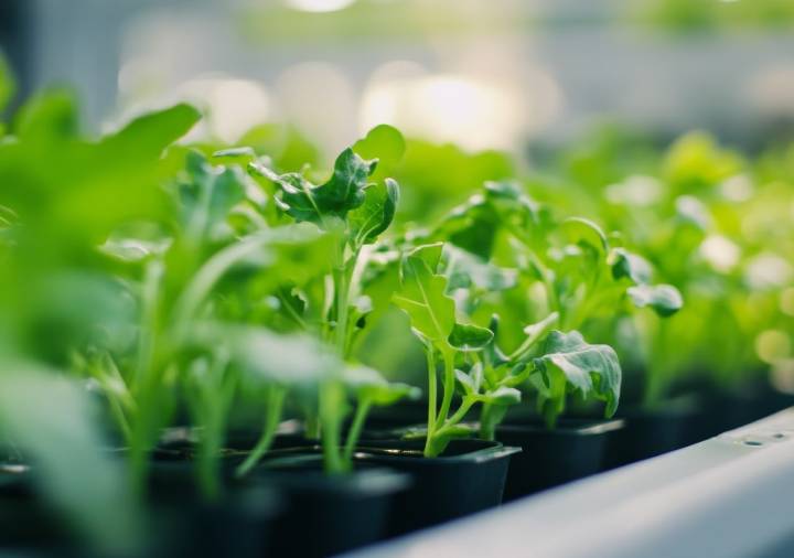 Jardín sin complicaciones: semillas que germinan en días y dan fruto fácil