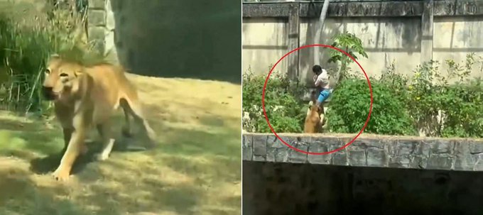 Tragedia en zoológico: joven muere tras entrar a la jaula de una leona en Brasil