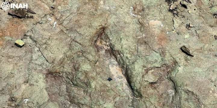 Dinosaurios en Puebla: hallazgo de huellas fósiles confirma diversidad de especies
