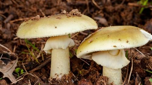 1 killed, 20+ cases of death cap mushroom poisoning in California