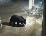 Bear Gone Berserk: Kashmir’s Wild Crisis Comes to the City