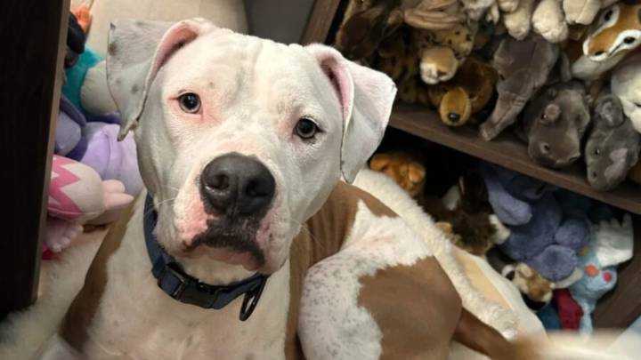 Wisconsin Family Runs A DNA Test On Their “Bulldog” And Unveils A Secret They Didn’t Expect