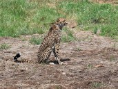 Female Cheetah Veera and her two cubs to be released into Wild at