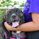 APL shares safety tips to protect pets during the holidays