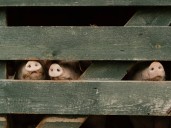 España sacrificara 40 mil cerdos por peste porcina: "El virus puede expandirse”