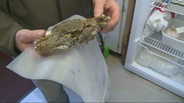 Invasive Chinese mitten crab found in Willamette River near Portland