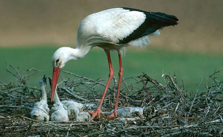 Cientos de cigüeñas halladas muertas cerca de Madrid por la gripe aviar