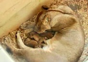 Detroit Zoo announces birth of three African lion cubs