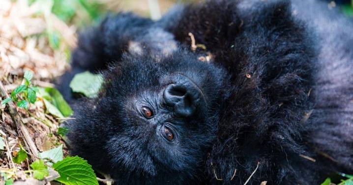 Rwanda’s National Parks Offer True Wilderness Exploration, As Country Continues Conservation Push