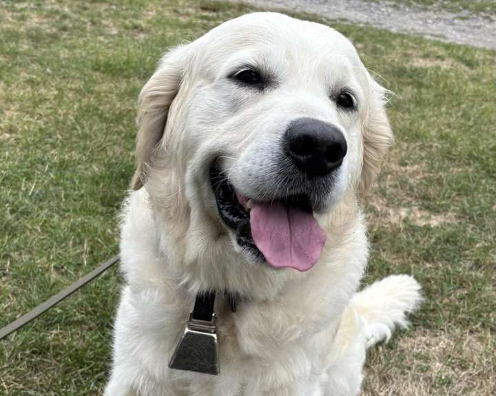 Police dog finds a missing man, a horse gets loose, and a coyote causes a scare