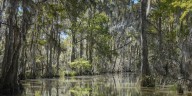 HEART OF LOUISIANA: Honey Island Swamp