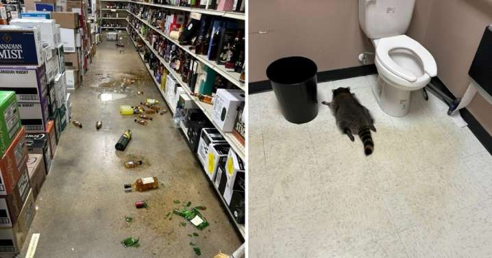 Un mapache se emborracha en una tienda de licores y se desmaya en el baño