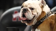 See photos of Mississippi State's mascot Bully the Bulldog through the years