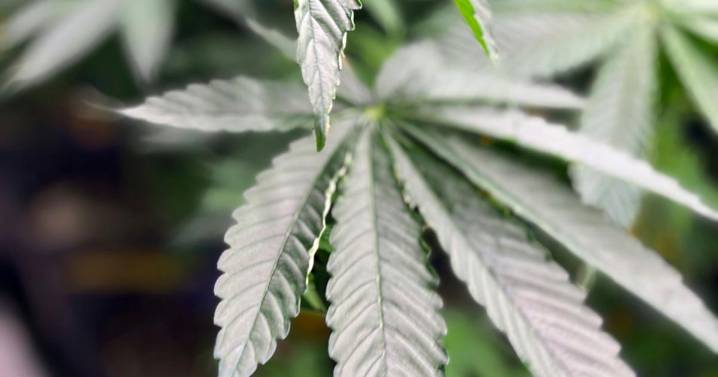 Alabama commission approves licenses for medical marijuana dispensaries as program eyes 2026 start