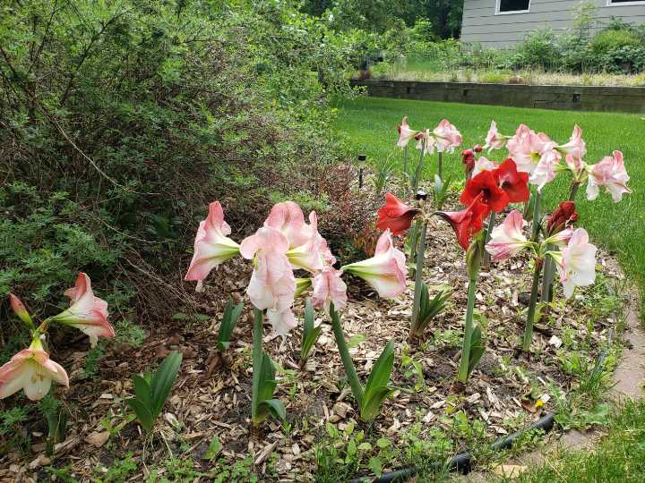 Amaryllis can be grown outdoors with some winter care involved