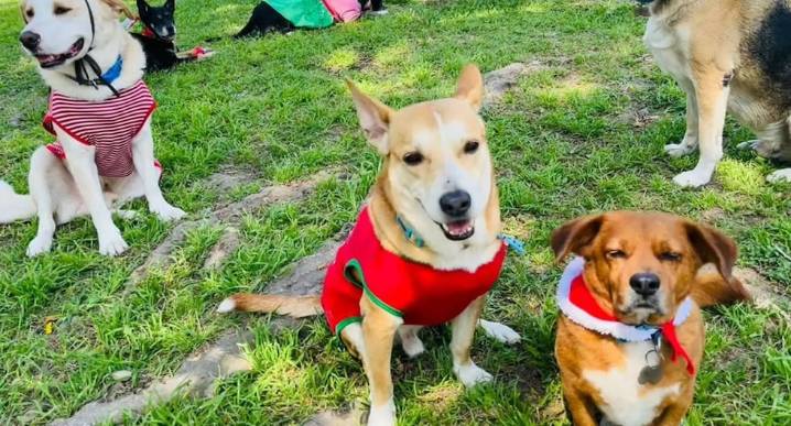 “Navidad Peluda 2025”: feria solidaria busca apoyar a más de 50 albergues y concientizar contra el maltrato animal últimas