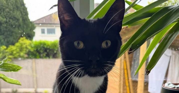 Hunt for air rifle owner as cat dies after being shot