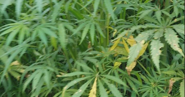 Lawmakers, small businesses scrambling to overturn new hemp law