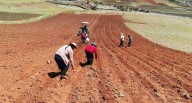 Midagri: “Ladrón” de cosechas en Perú, 14.2 millones de hectáreas pierden salud por este factor