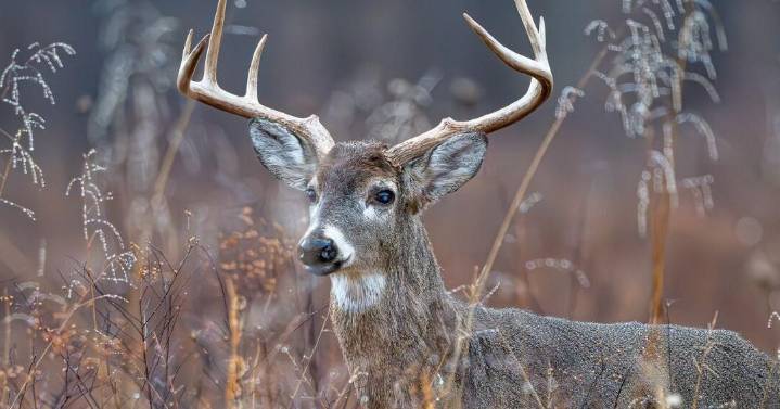 TWRA finds chronic wasting disease in Tennessee deer