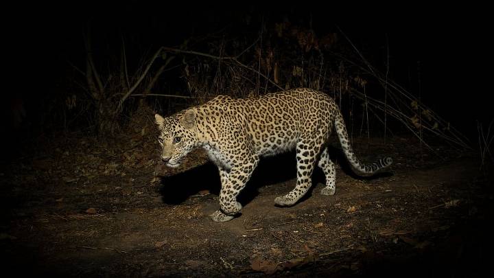 Leopard Attacks 18-Year-Old Boy While He Was Talking On Phone At Night In Pune's Junnar