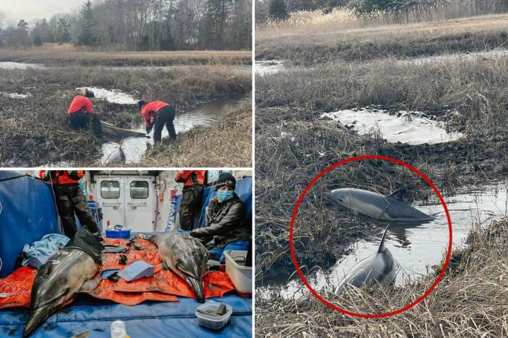 Two stranded dolphins rescued from Massachusetts marsh