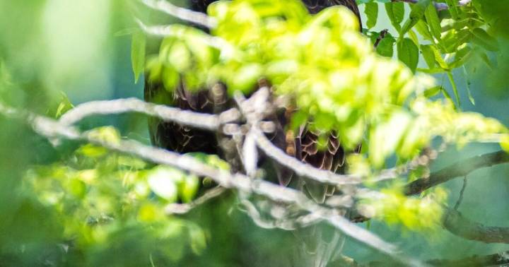 Danville resident places in "On the Trail" photo contest