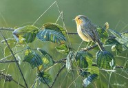 A winter land of teeming wildlife - we explore the joys of nature you can see in Shropshire this December