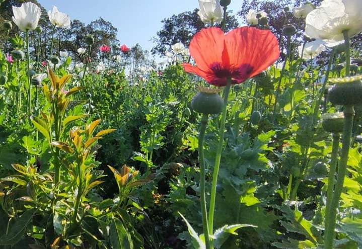 Gobierno actualiza estimaciones de cultivos de amapola y producción de opio 2025