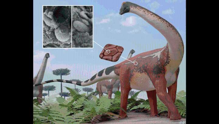 Spotty The Diplodocus? Fossil Scales Show First Evidence Diplodocus May Have Had Speckled Color Patterning