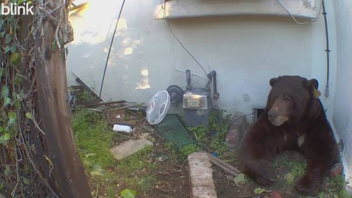 Bear takes up residence under California home, startles homeowner: 'I just ran'