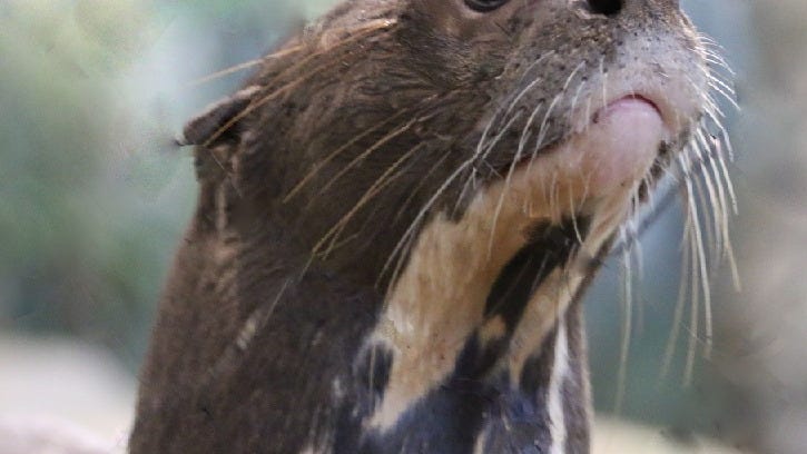 Giant otter brothers die within days of each other at Roger Williams zoo