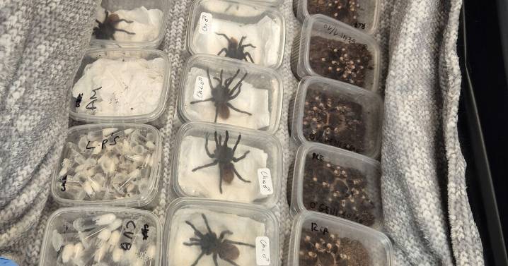 Grim photos show seized tarantulas and lovebirds being smuggled into UK