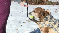 Cold outside? Your pets probably are, too | Here are tips to keep them safe