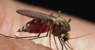 Man returns to South Florida after possible contracting dengue in Cuba