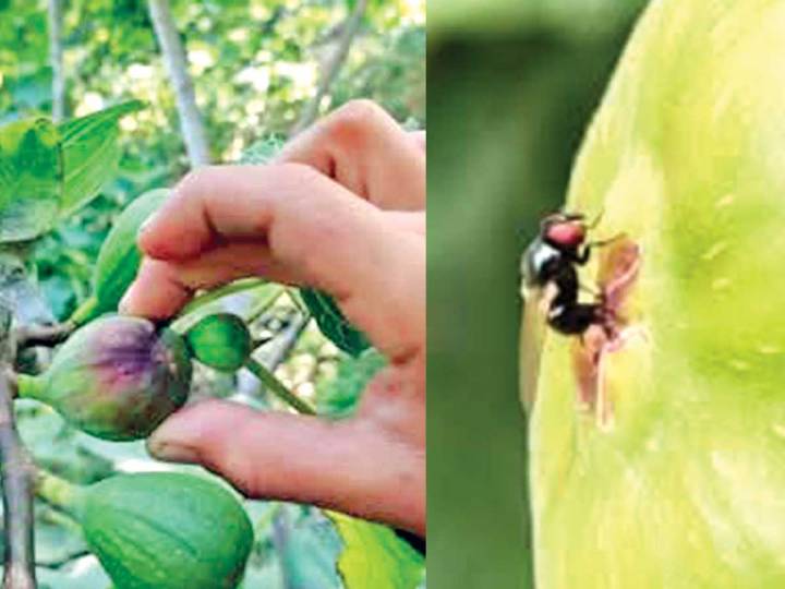 Se pierde 60% de higo por plaga en Veracruz