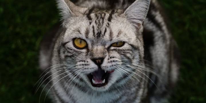 ¿Los gatos maúllan más a sus cuidadores hombres que a las mujeres?