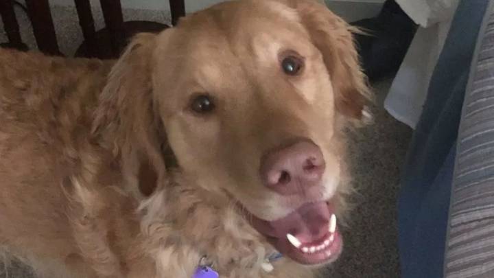 A Missing Dog Leaves His New Hampshire Family Heartbroken, Until A Hidden Camera Reveals The Truth