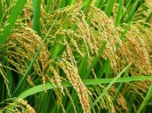 Alto nivel de siembra en campaña arrocera uruguaya